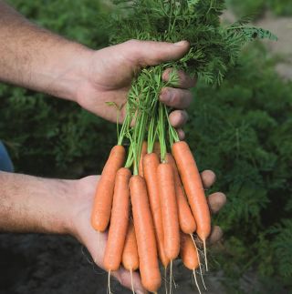 Adelaide Carrot Thumbnail